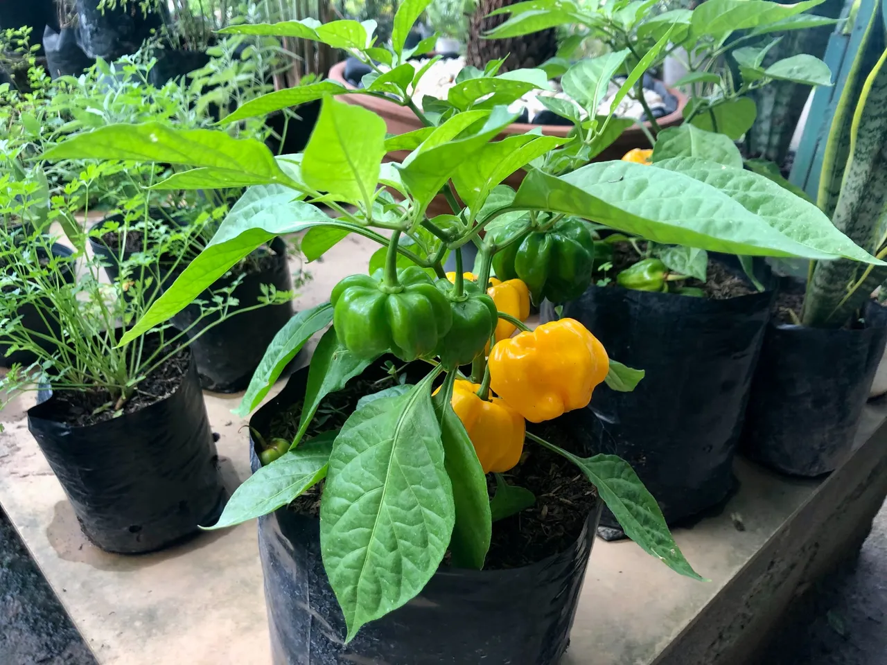 Vivero_6.jpg