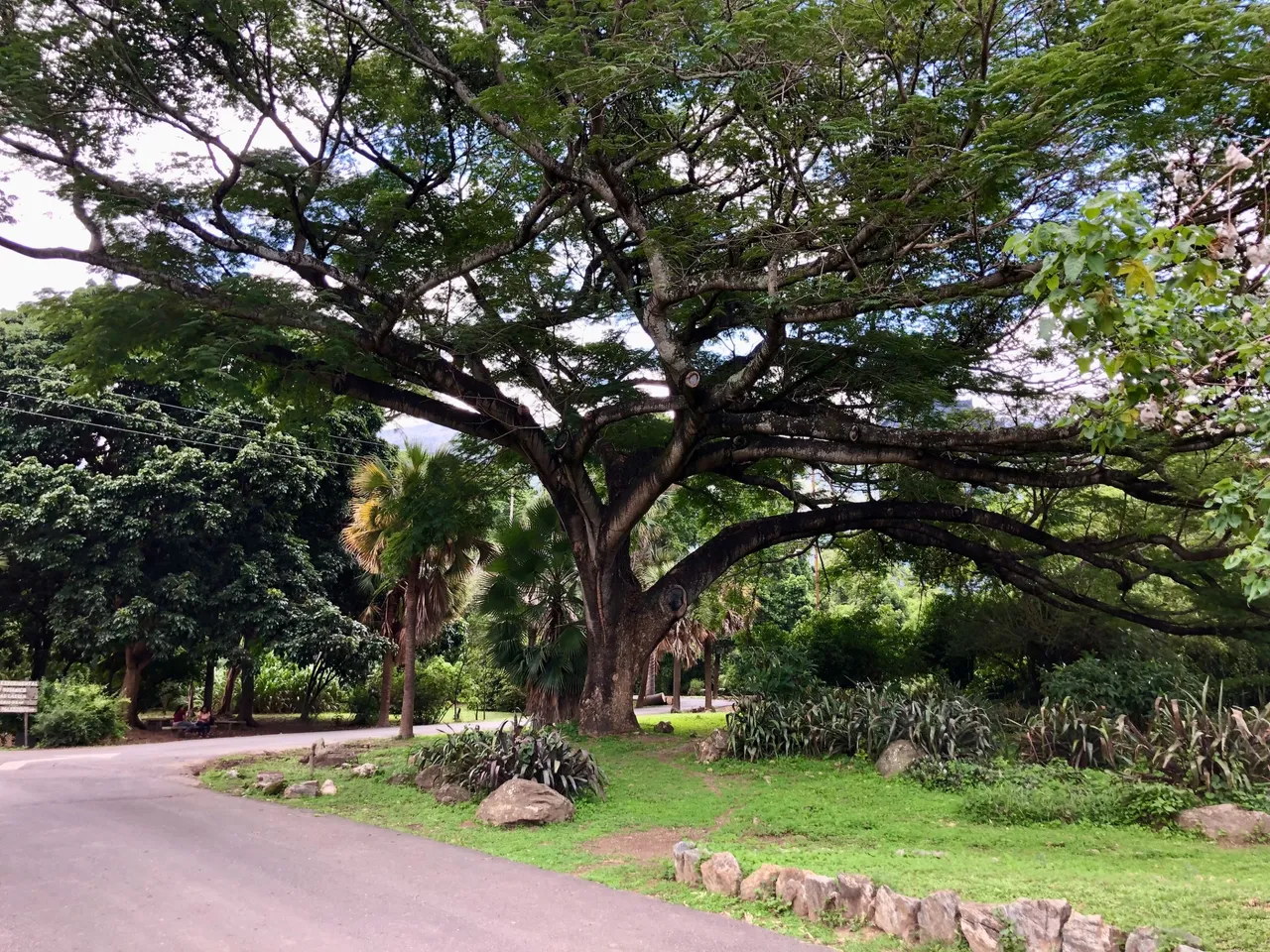 JardinBotanicoCaracas21.jpg