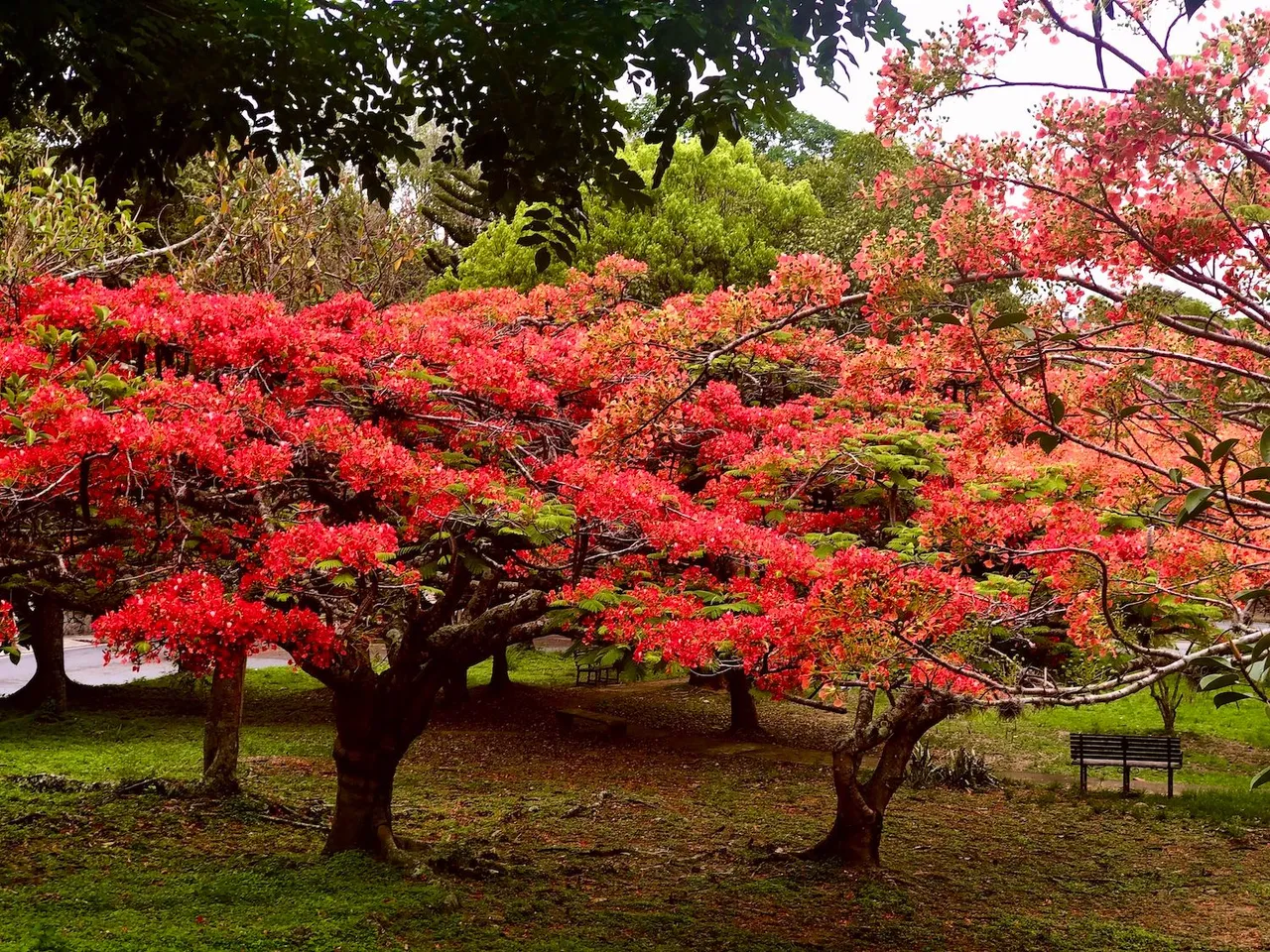 Acacias.jpg