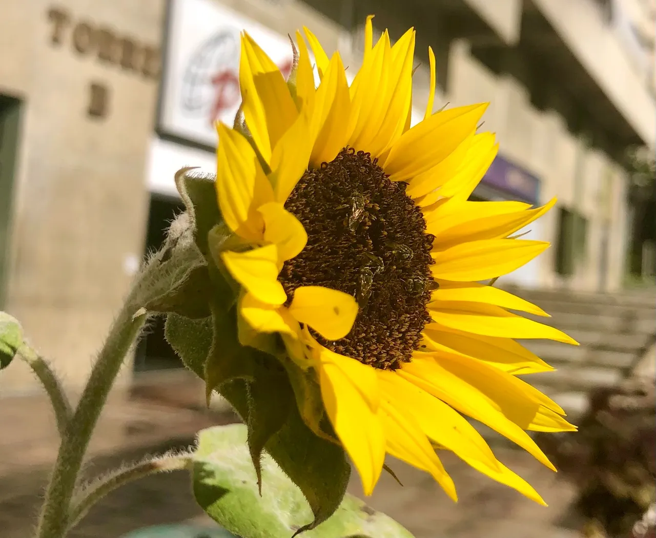 Girasol.jpg