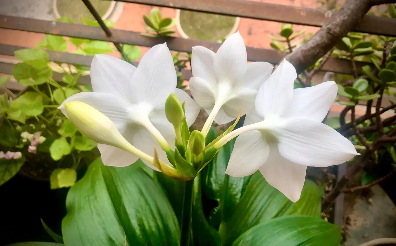 AmazonLillies2.jpg
