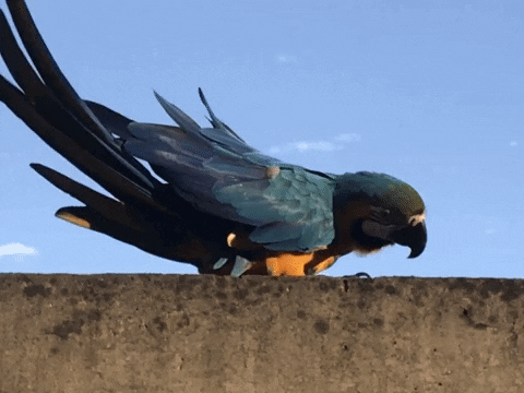 GuagacamayaGif.gif