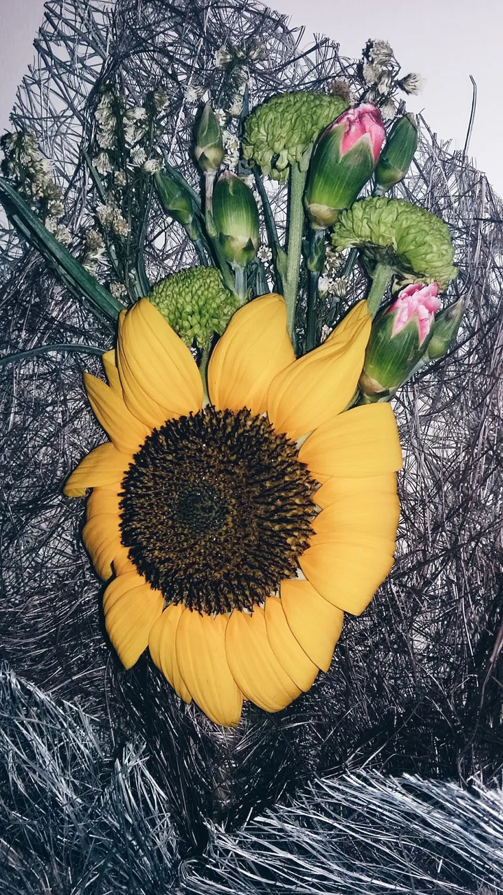 sunflower