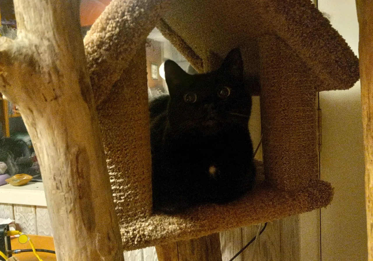 CC0121-CatCondo.jpg