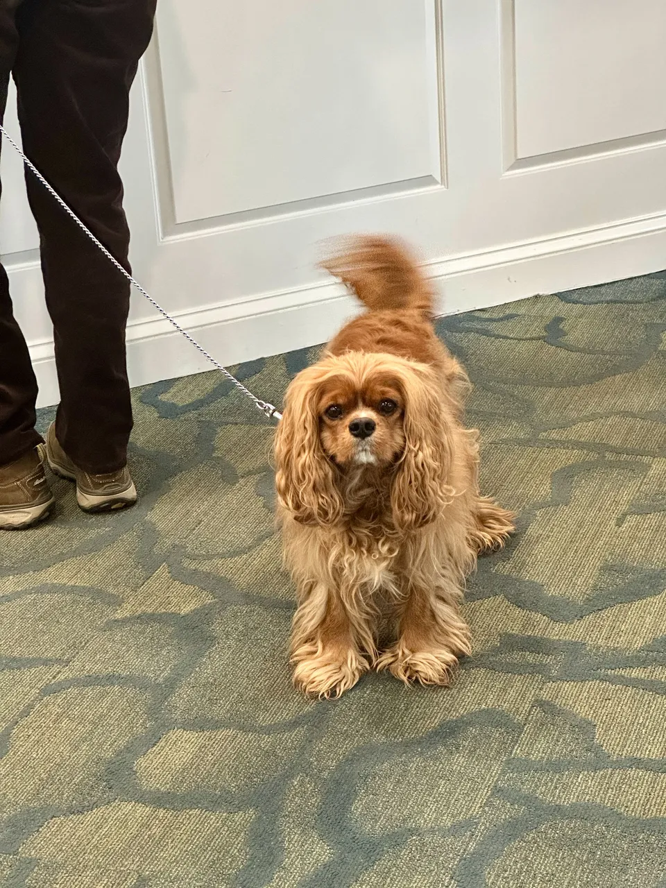 cutedog.JPG
