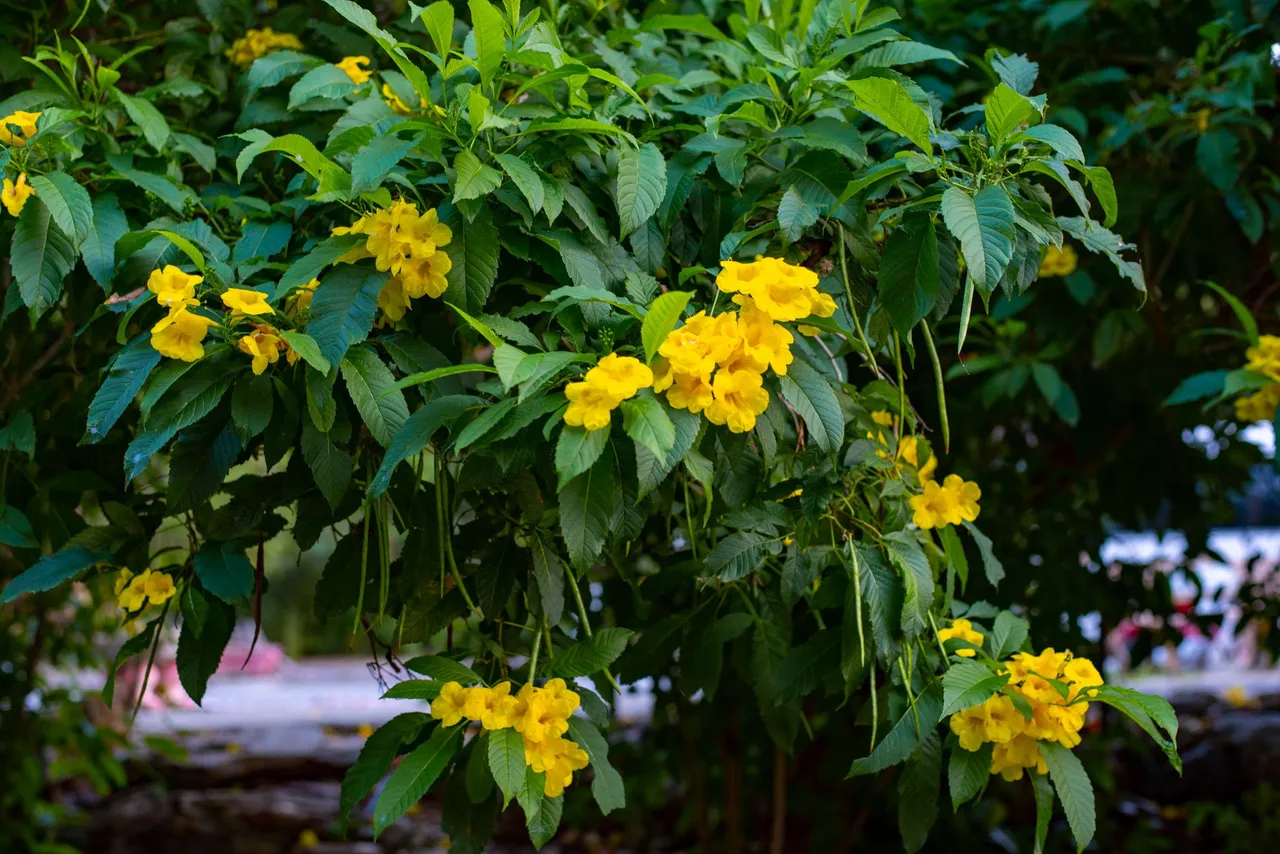 DSC_8344.JPG