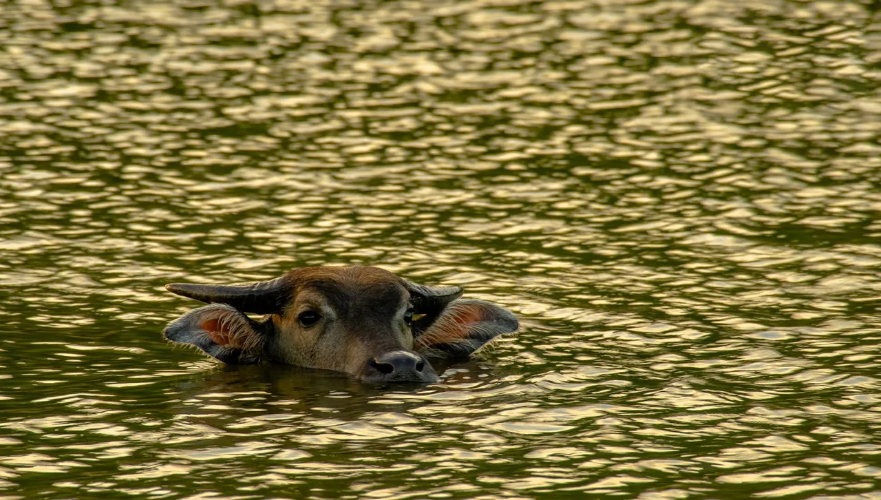 DSC_8185.jpg