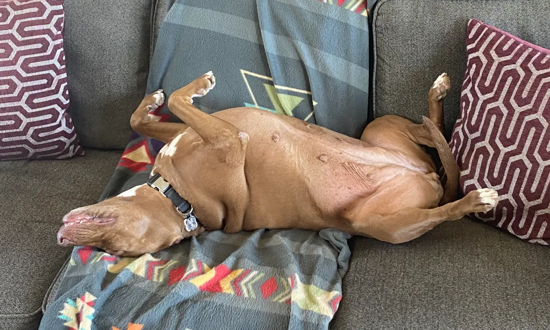 Dog Tired.PNG