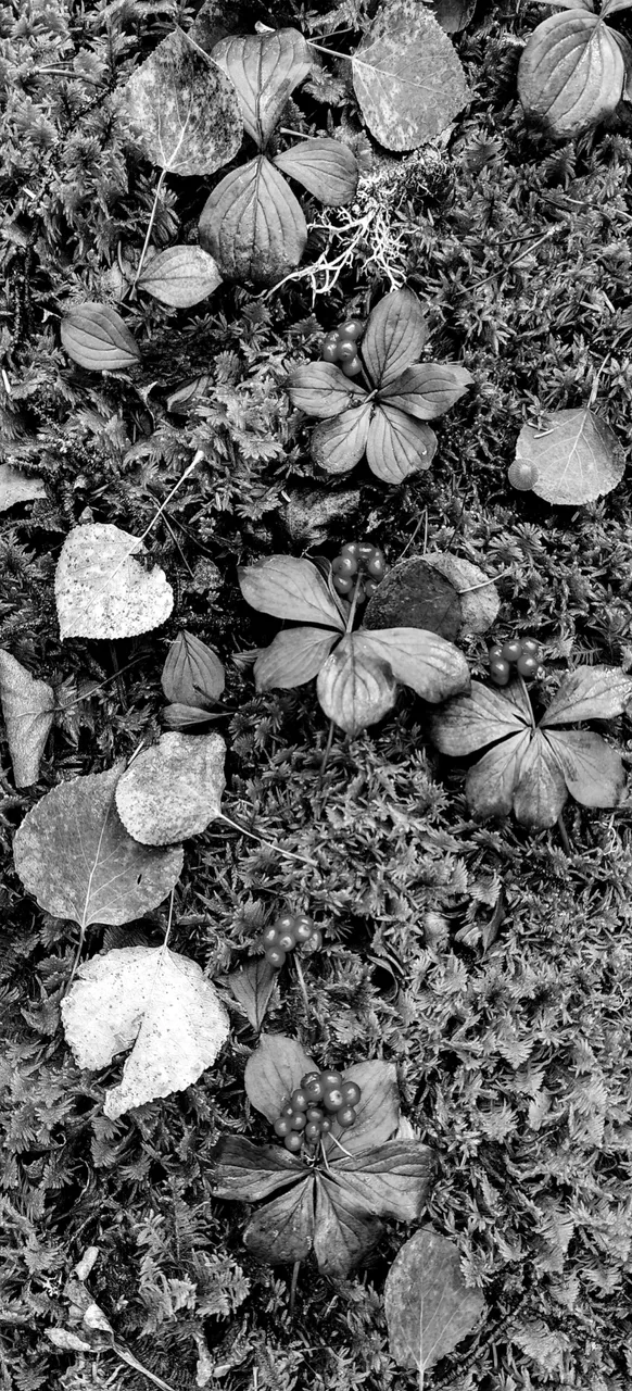 IMG_20241013_122622_Original.jpeg