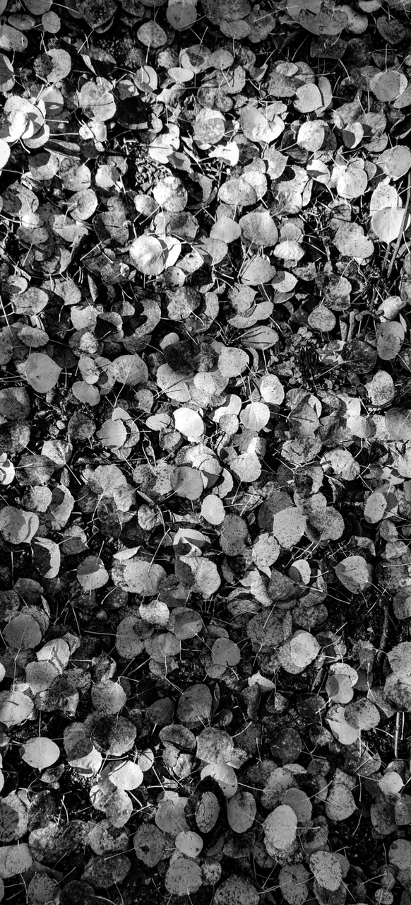 IMG_20241013_125828_Original.jpeg