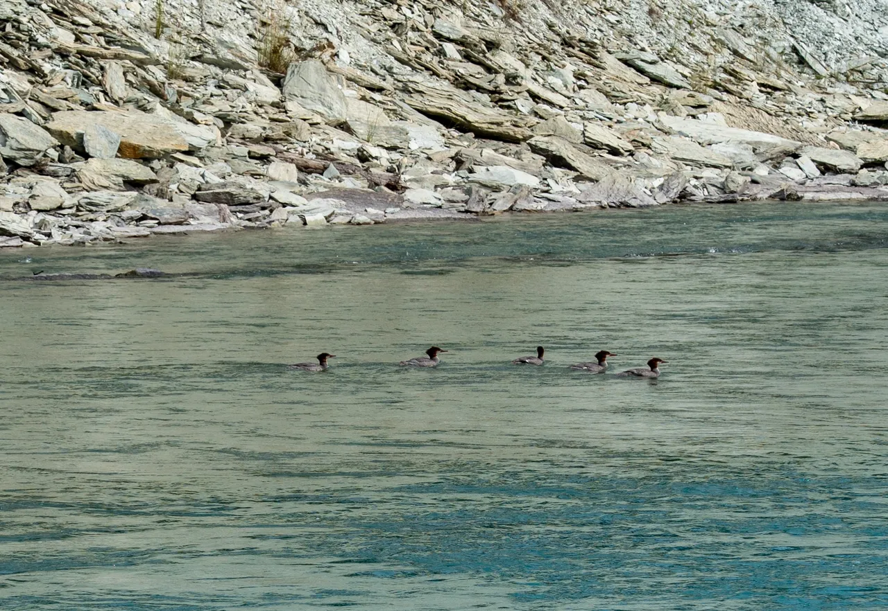 DSC08574.jpeg