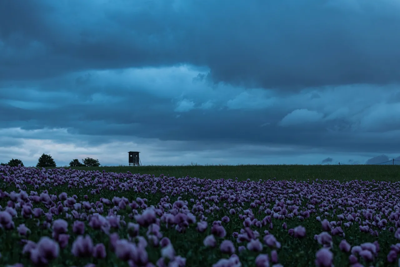 Mohn_007_290522.jpg