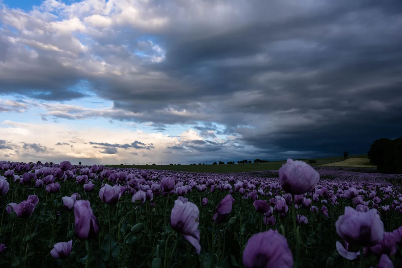 Mohn_003_290522.jpg