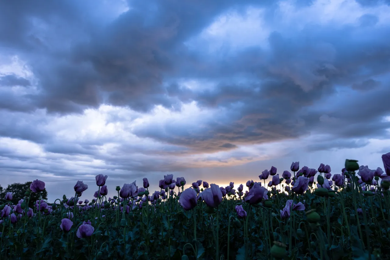 Mohn_005_290522.jpg