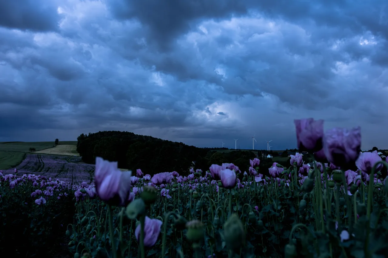 Mohn_010_290522.jpg