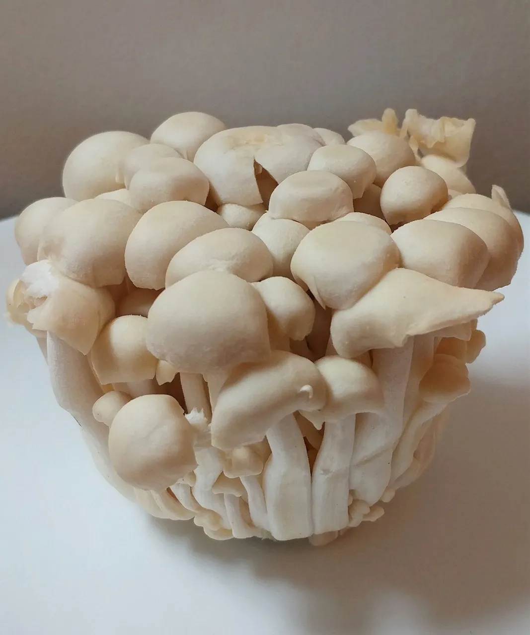 mushroommonday10-4-2021-1ok.jpg