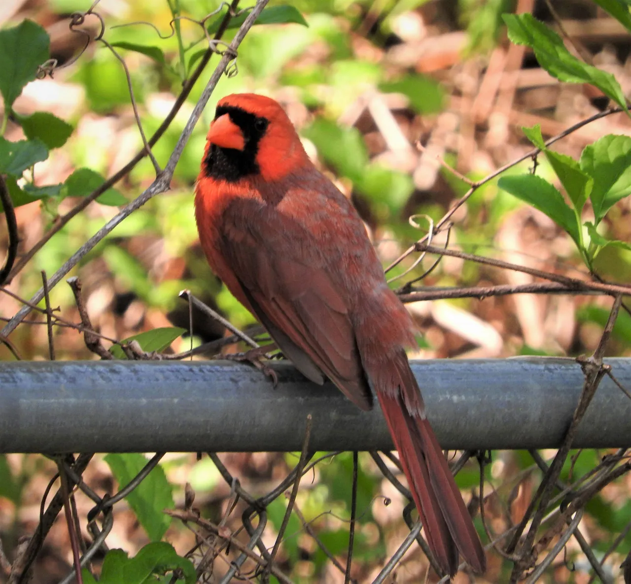 showmeaphotobirdandfence5-10-2021-5ok.jpg