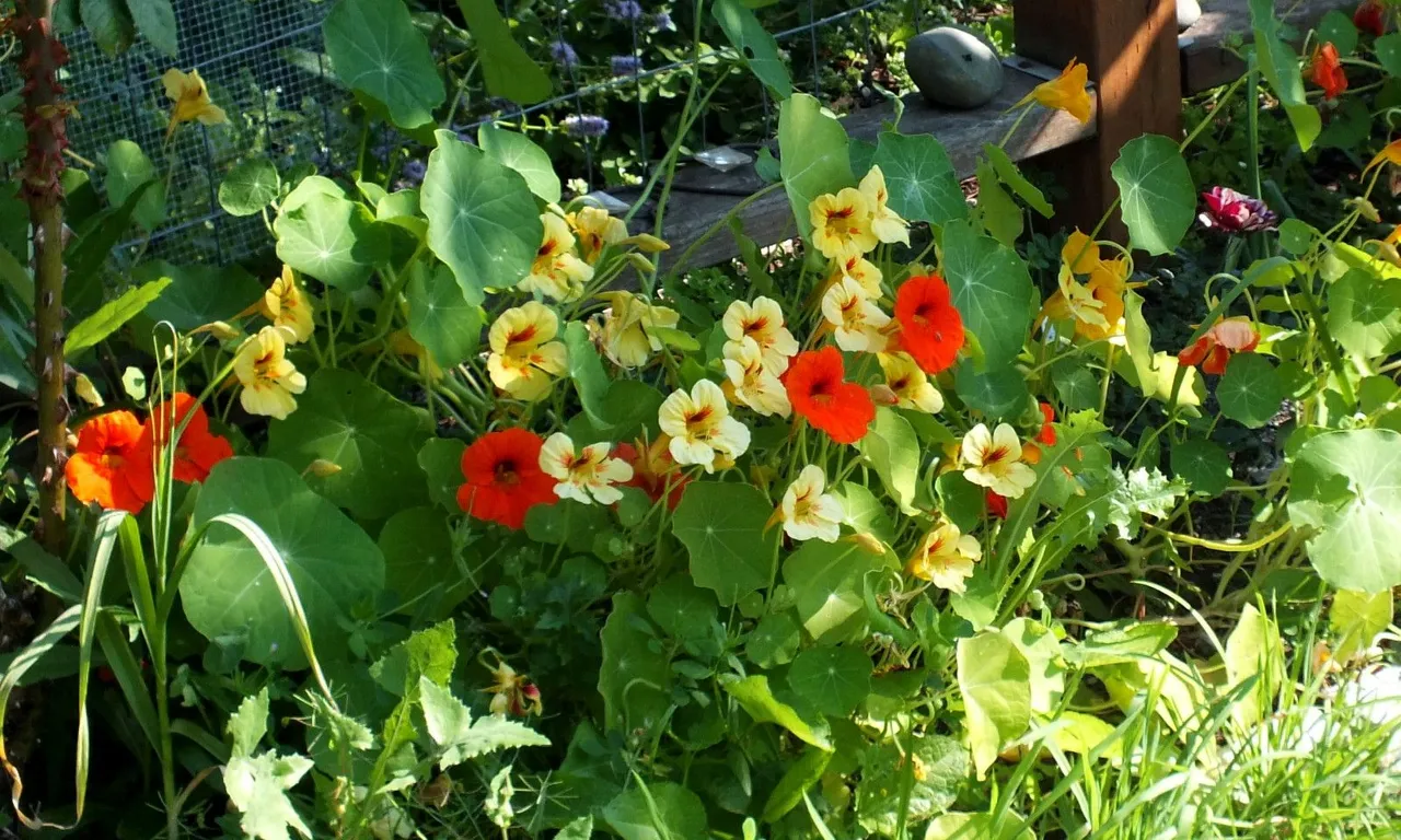 0111-Nasturtiums.jpg