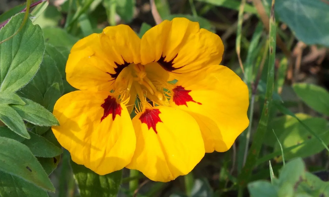 0837-Nasturtium.jpg