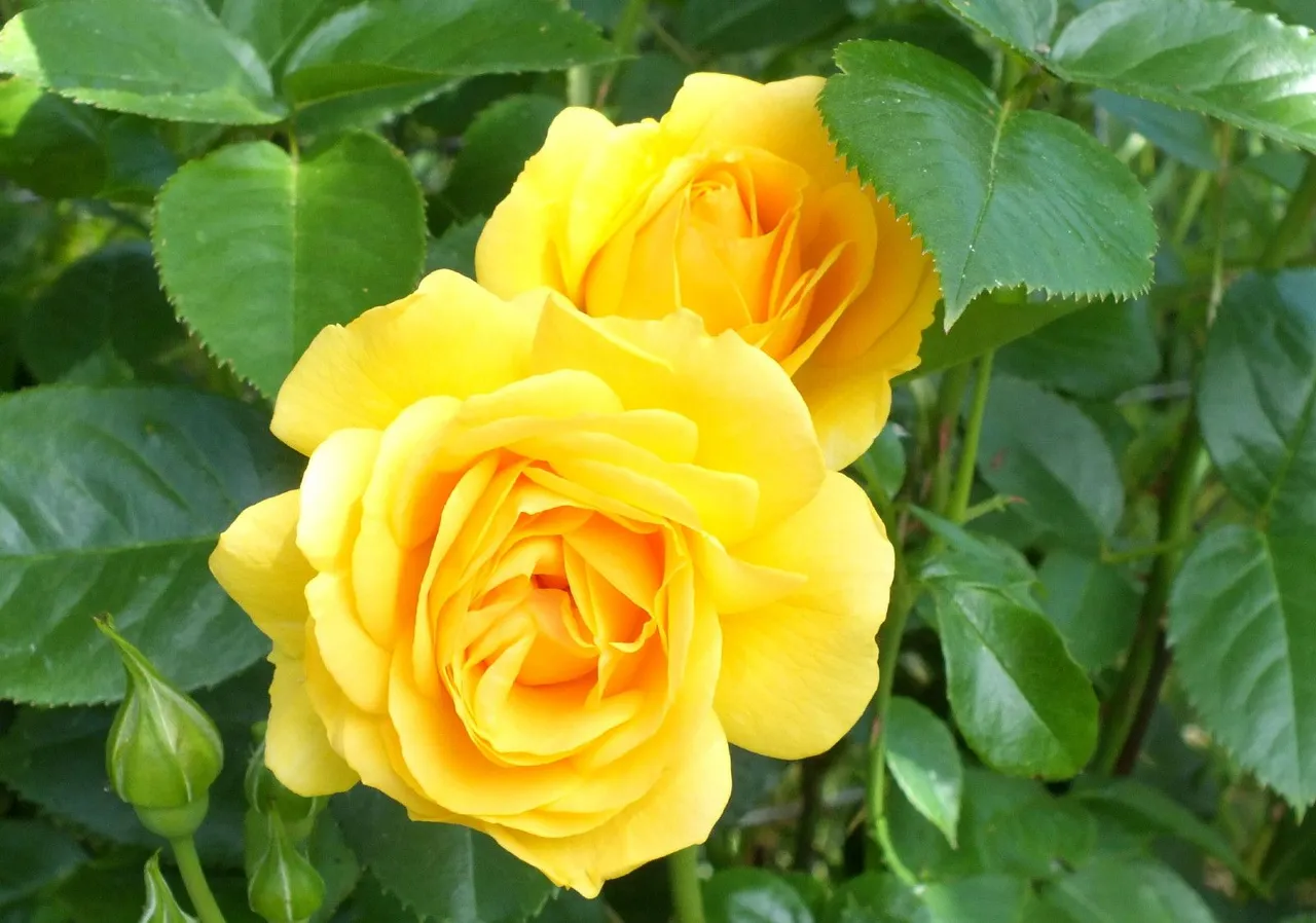 x393-YellowRose.JPG