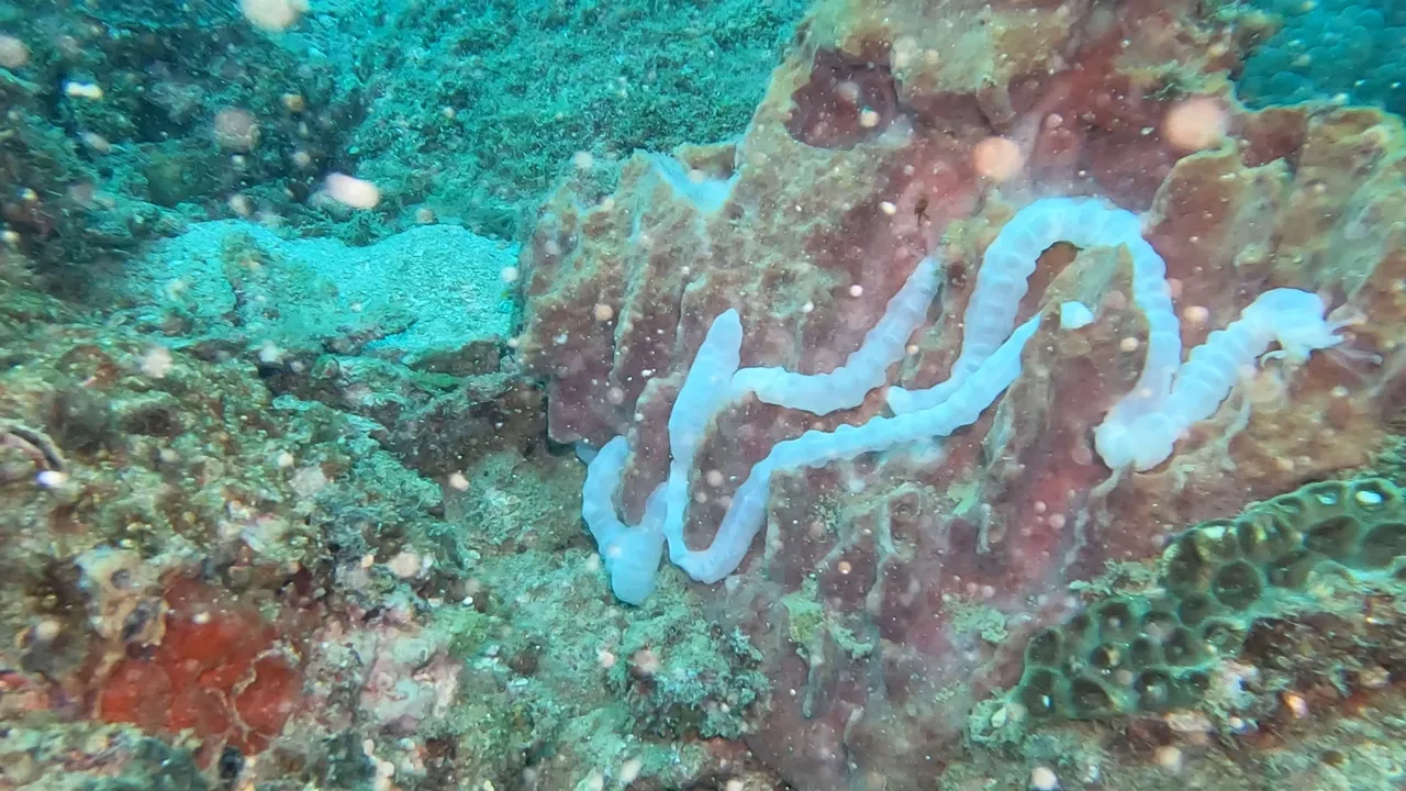 worm 1.jpeg