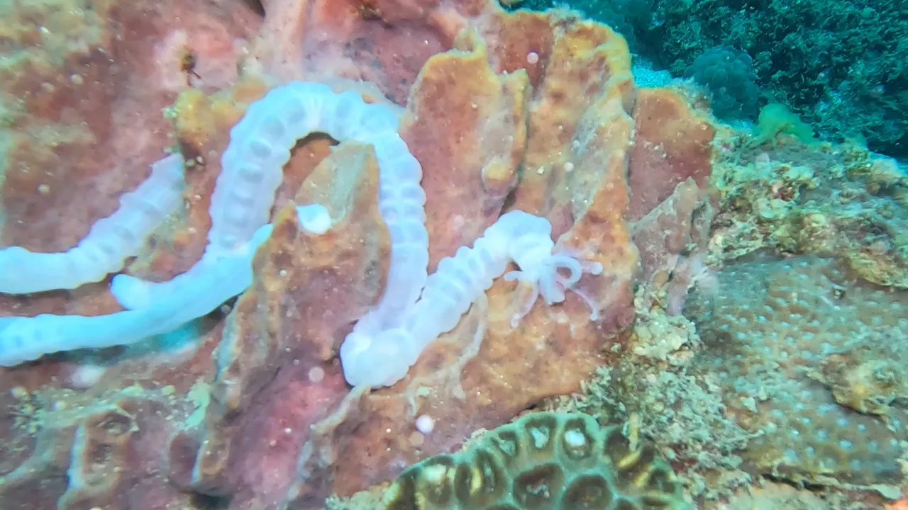 worm 2.jpeg