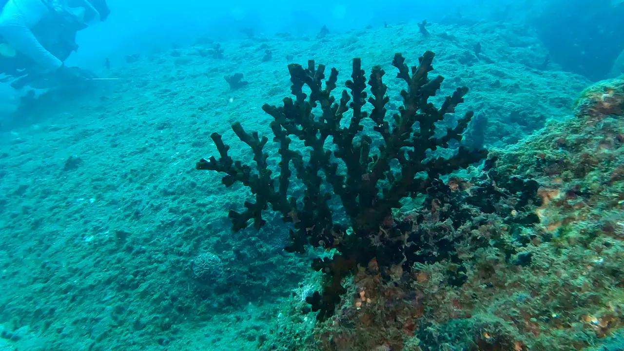 marinelife.jpeg