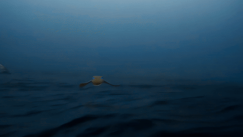 ezgif.com-video-to-gif-converter (1).gif