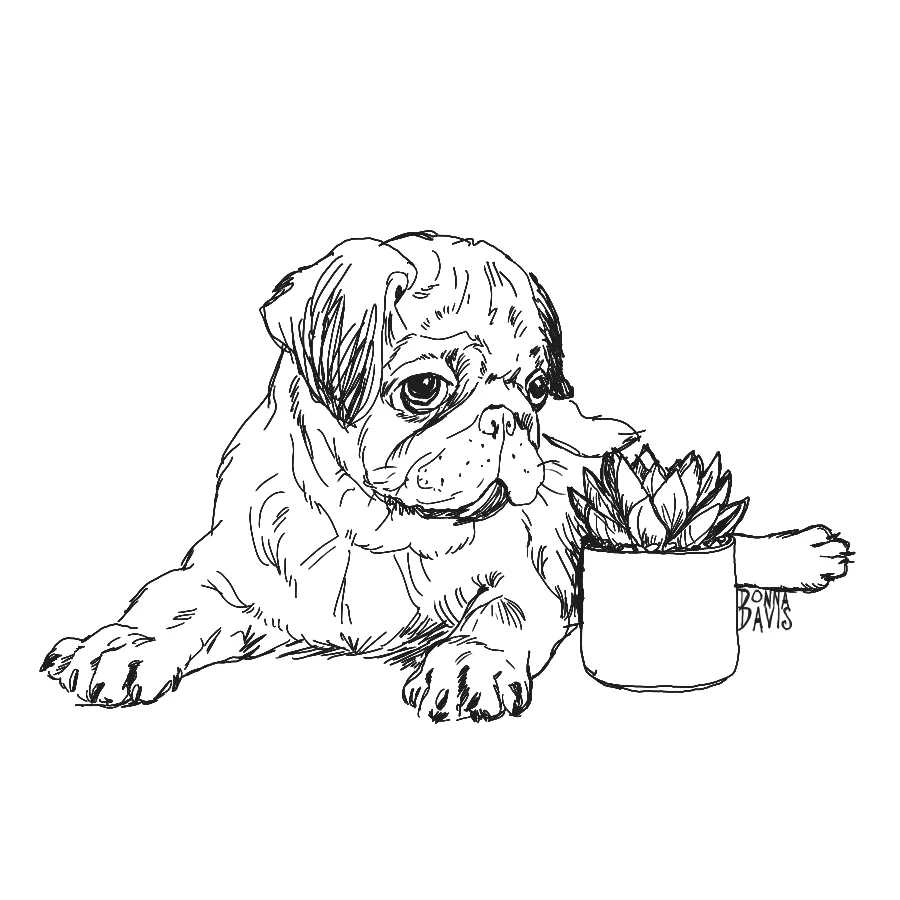 pugsucculentsketch1SMALL.jpg