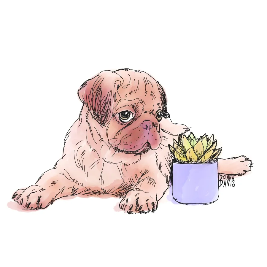 pugsucculentsketch2SMALL.jpg