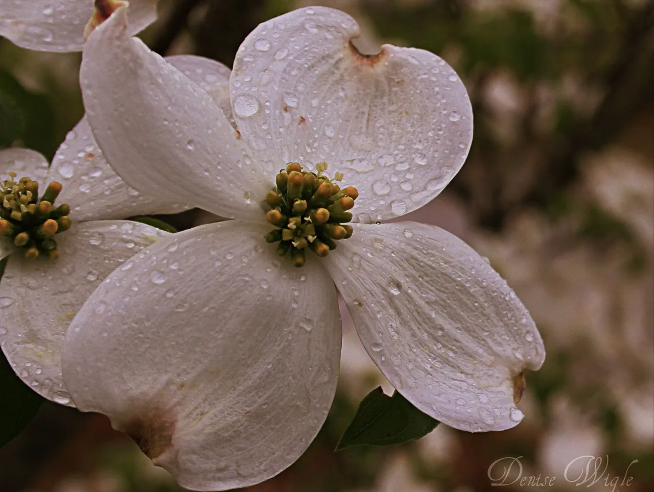 dogwoos tree.jpg