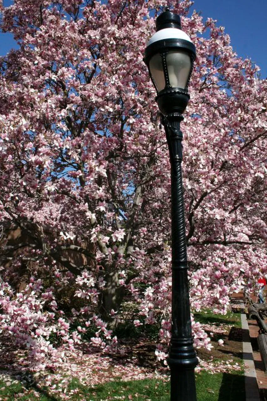 magnolia and lampost.jpg