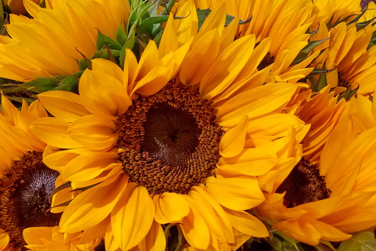 sunflower bouquet.jpg