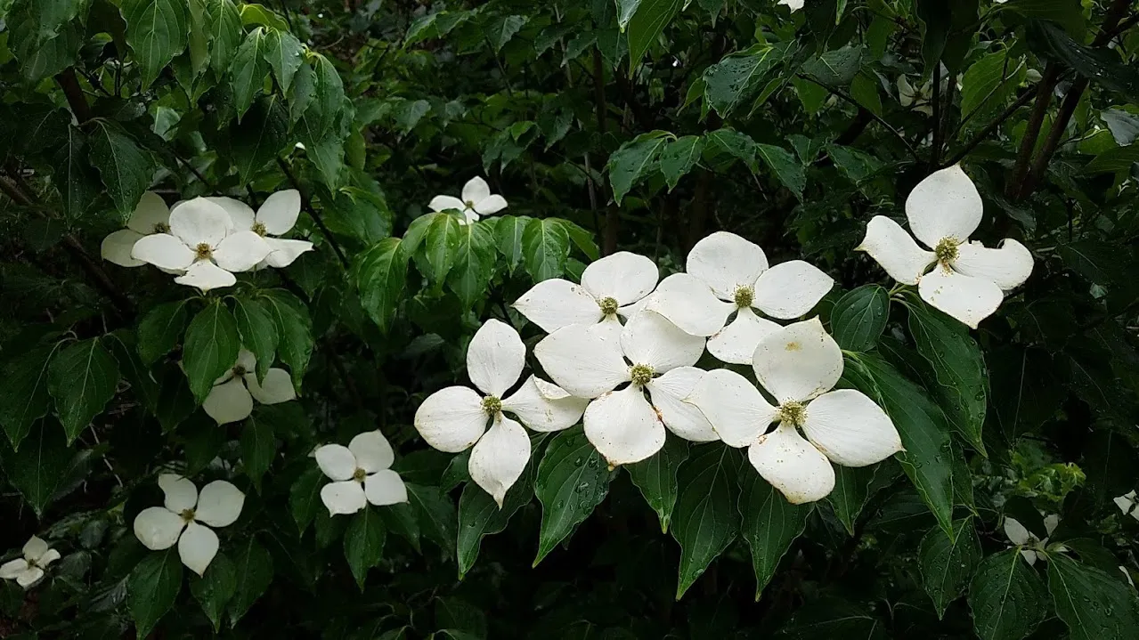 20180527_083823.jpg