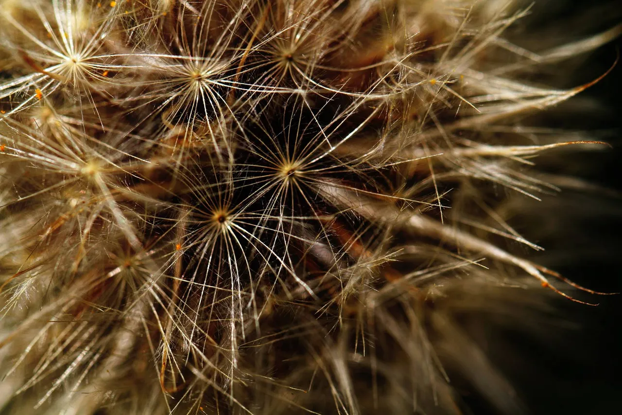 dandelion.jpg