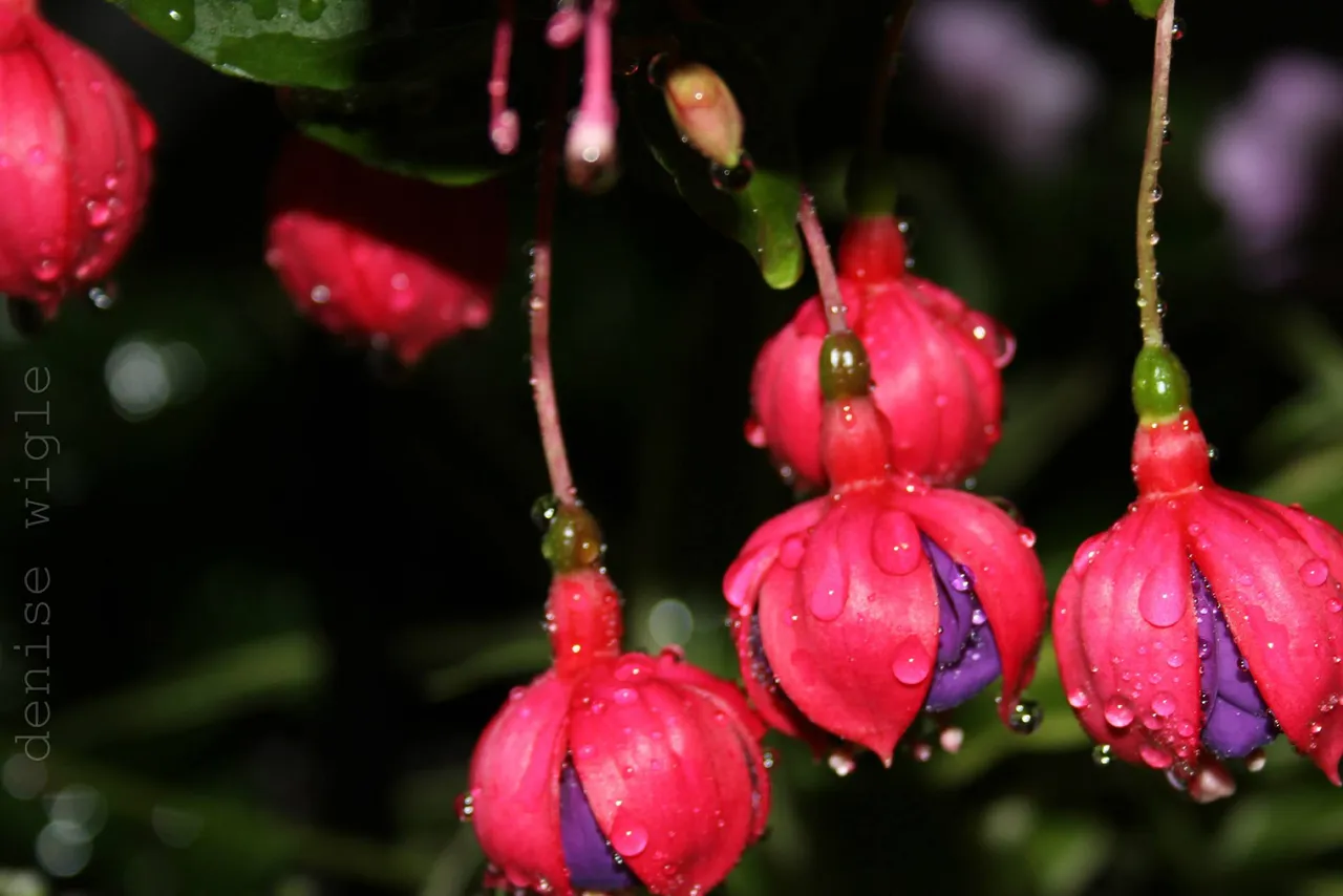 Fuscia.jpg