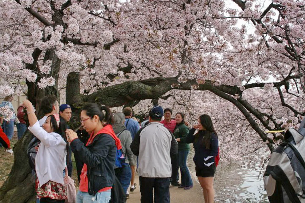 trees with curves.jpg