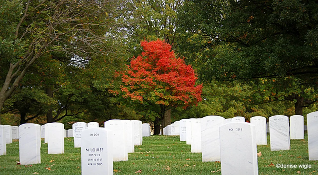 tree in Arlington.png