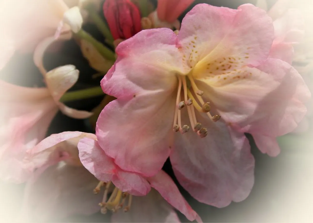 light pink flower.jpg