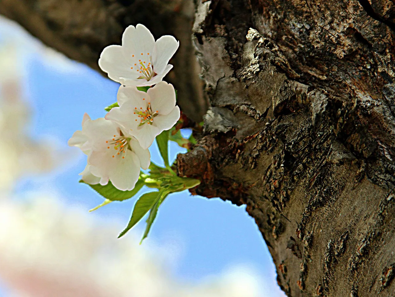 cherry bloom.jpg