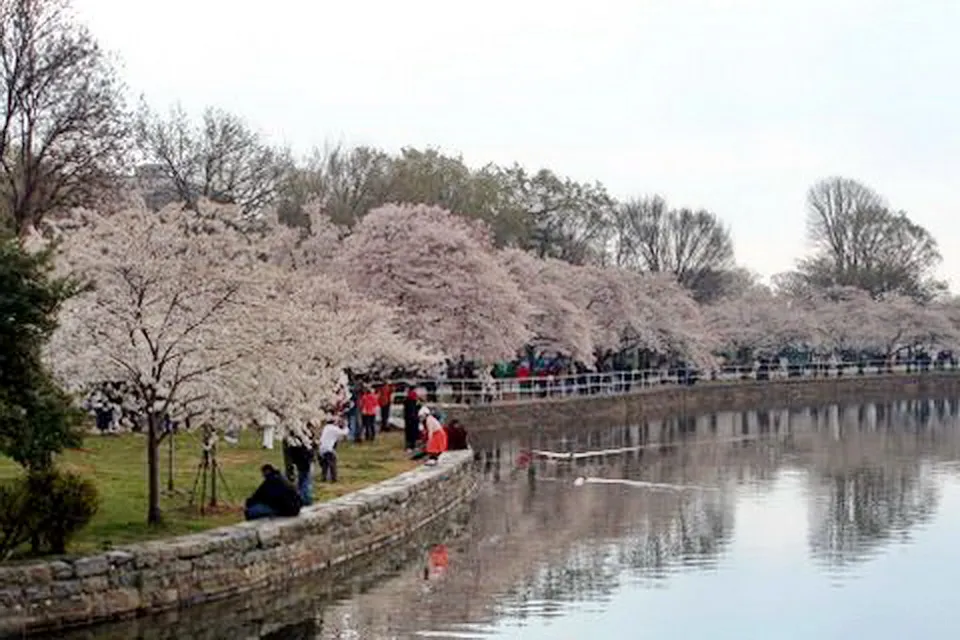 tidal basin.jpg