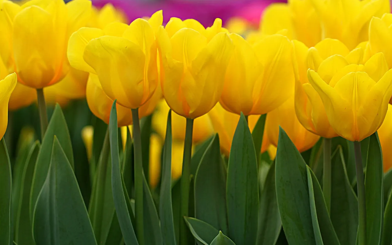 yellow tulips.jpg
