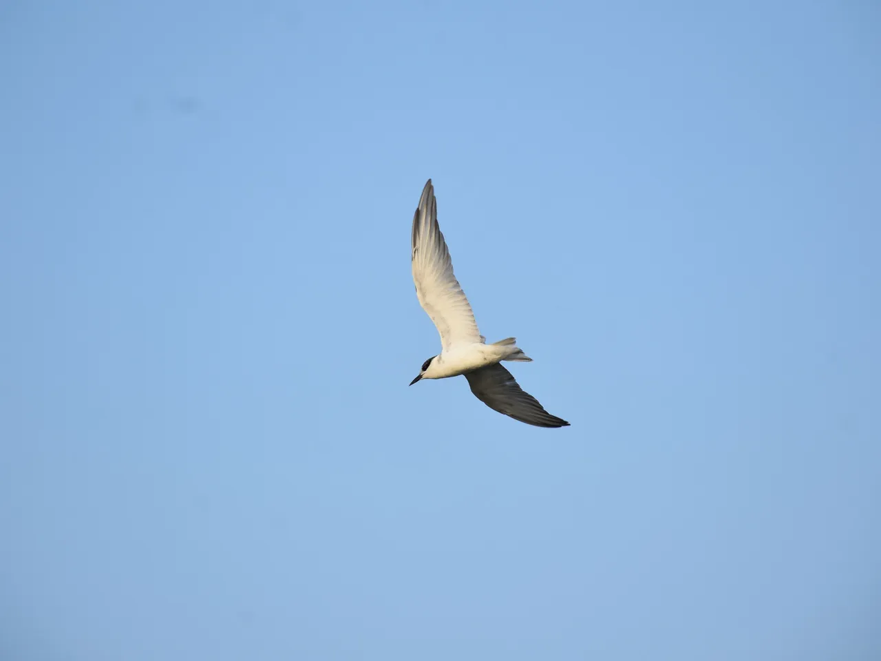 DSC_6736.jpg