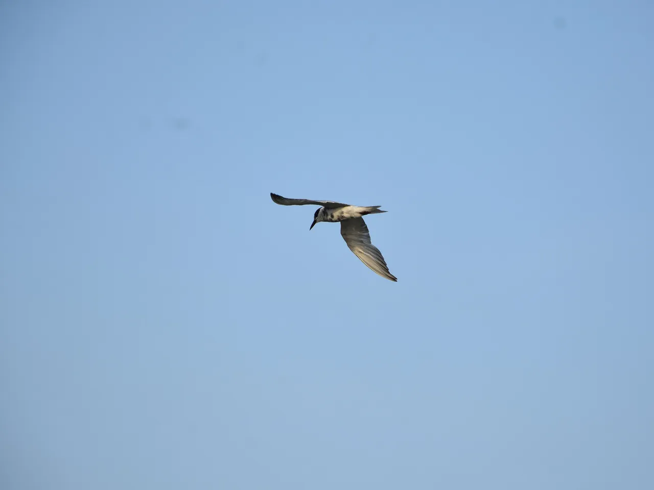 DSC_6711.jpg