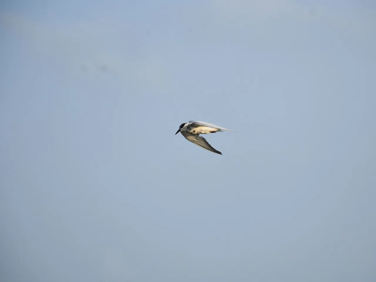 DSC_6718.jpg
