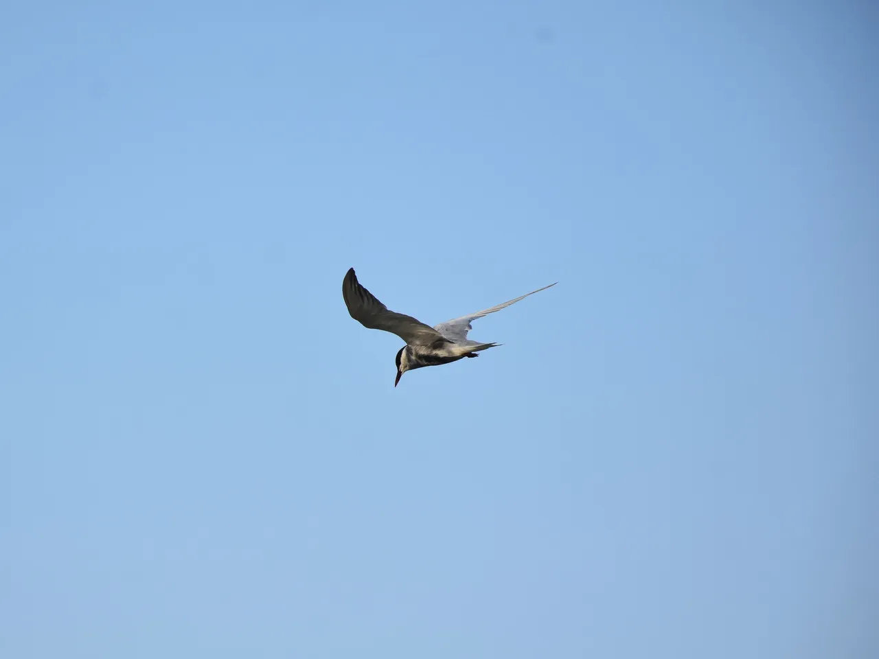 DSC_6705.jpg