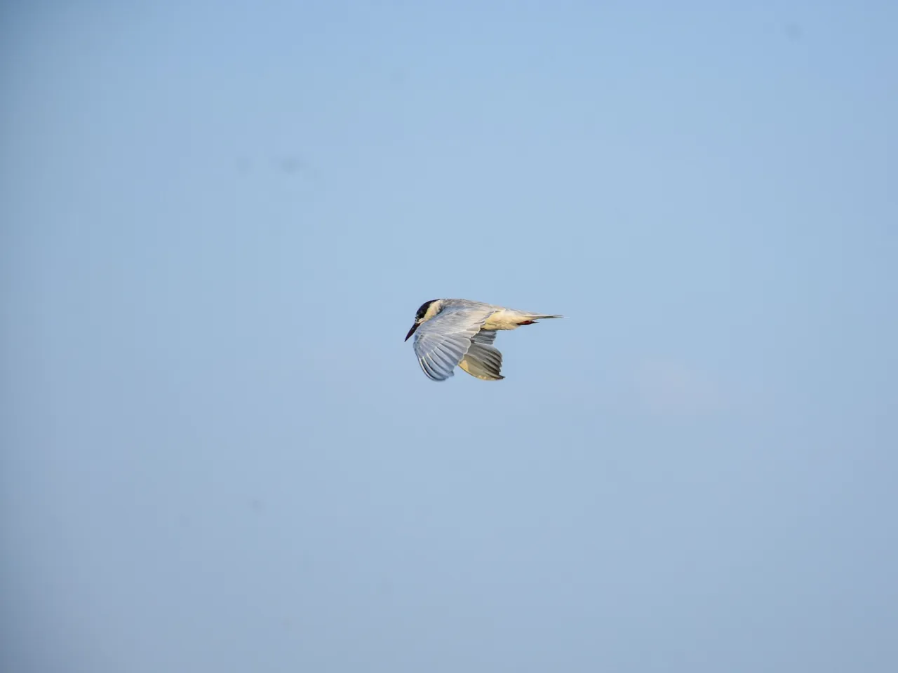 DSC_6720.jpg