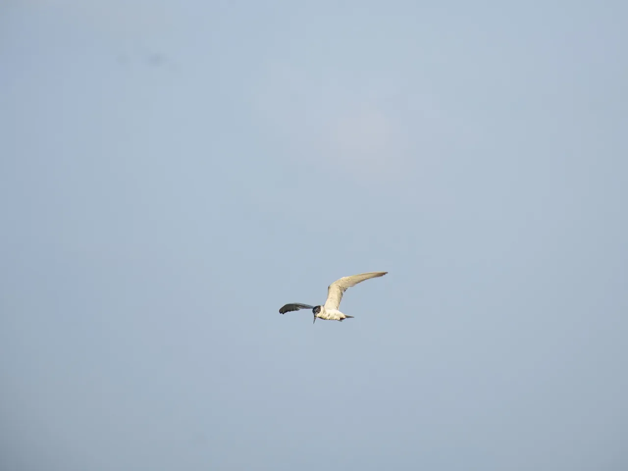 DSC_6716.jpg