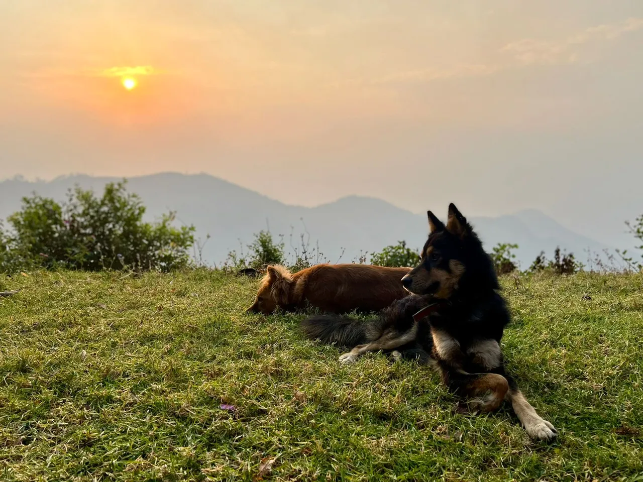 dogs.jpeg