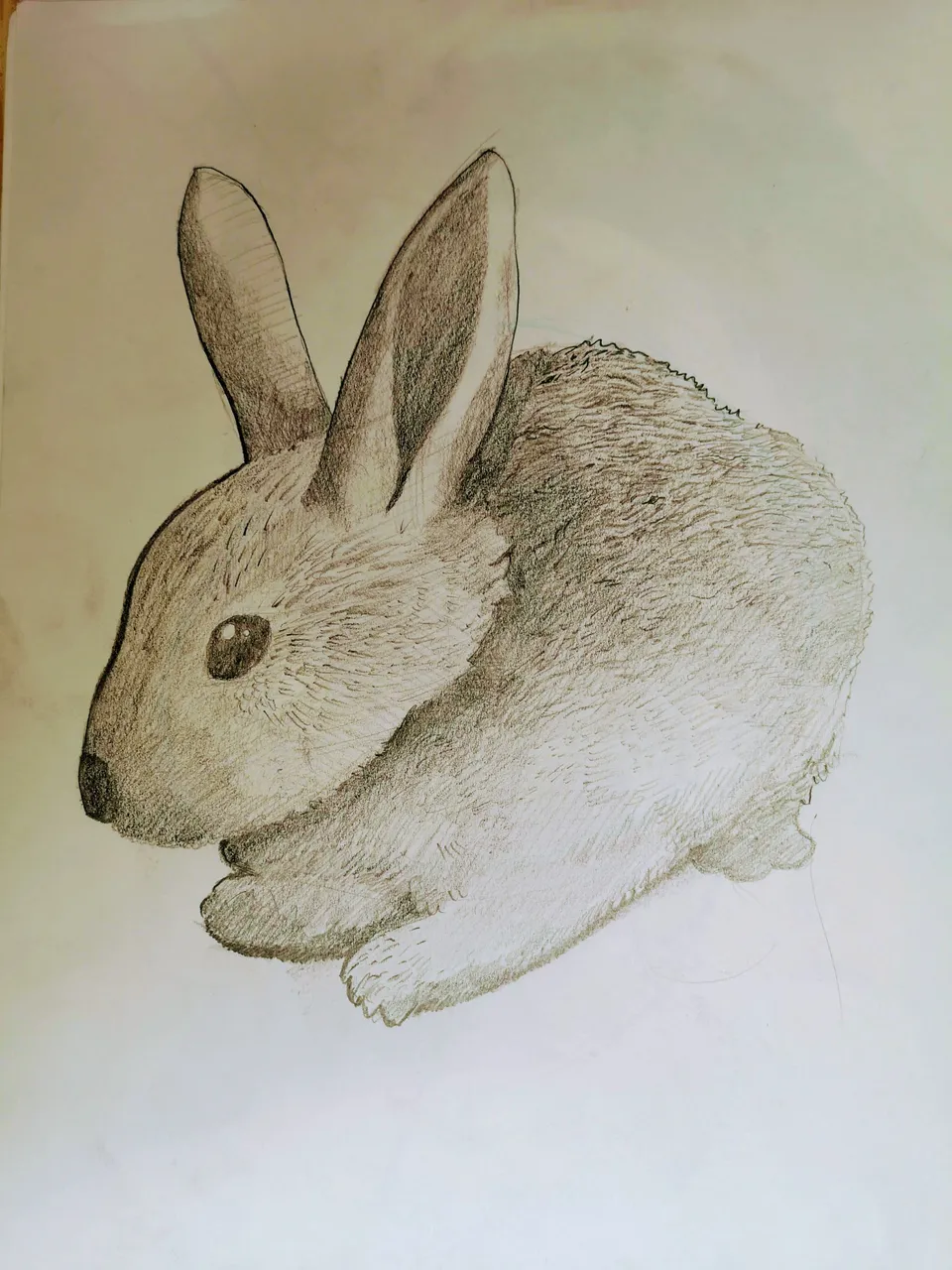 Bunny.jpg